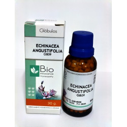 ECHINACEA GLOBULOS